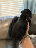 AKC smalltoyBanjo, a male Miniature Schnauzer for sale in Canton, GA – 3 of 5