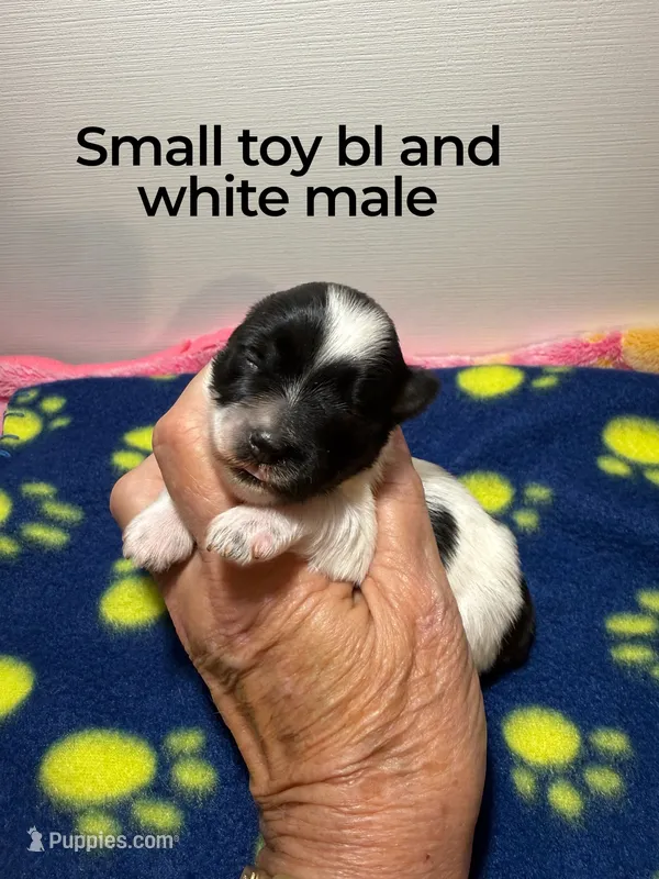tiny toy Davy – Miniature Schnauzer puppy for sale in Canton, GA