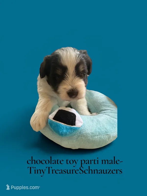 Toy Joseph – Miniature Schnauzer puppy for sale in Canton, GA