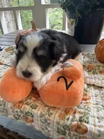 toy Brady, a male Miniature Schnauzer for sale in Canton, GA – 4 of 6