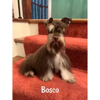 toy Ben, a male Miniature Schnauzer for sale in Canton, GA – Photo 3 of 4