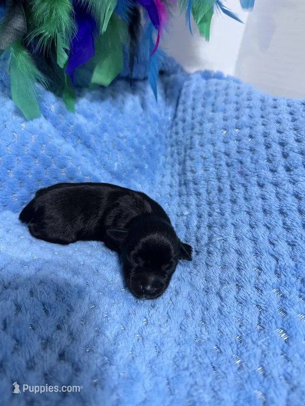 toy Ben – Miniature Schnauzer puppy for sale in Canton, GA