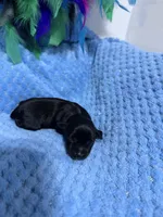 toy Ben, a male Miniature Schnauzer for sale in Canton, GA – Photo 1 of 4