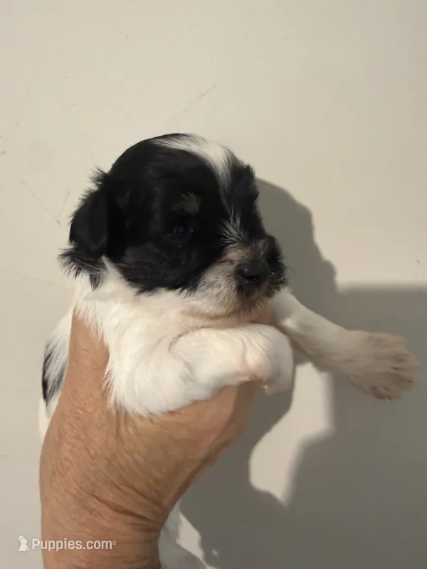 tiny toy Davy – Miniature Schnauzer puppy for sale in Canton, GA