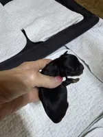 toy Sami, a male Miniature Schnauzer for sale in Canton, GA – Photo 2 of 4