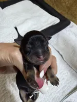 toy Sami, a male Miniature Schnauzer for sale in Canton, GA – Photo 1 of 4