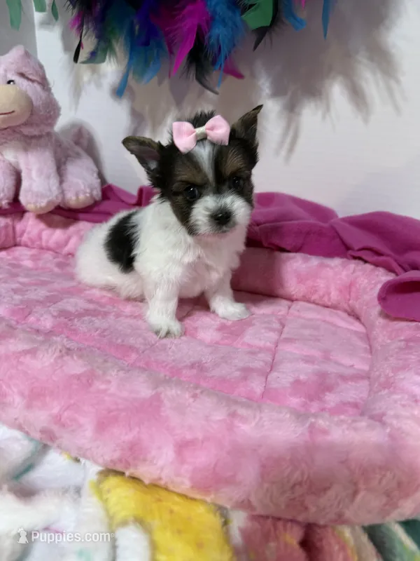 tiny Sugar – Biewer puppy for sale in Canton, GA