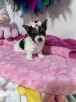 tiny Sugar, a female Biewer for sale in Canton, GA – 1 of 5