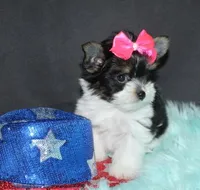 tiny Sophie, a female Biewer for sale in Canton, GA – Photo 3 of 7