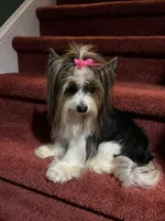 tiny Sophie, a female Biewer for sale in Canton, GA – Photo 4 of 7