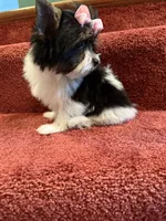 tiny Sophie, a female Biewer for sale in Canton, GA – Photo 6 of 7