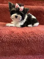 tiny Sophie, a female Biewer for sale in Canton, GA – Photo 2 of 7