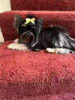 tiny Sophie, a female Biewer for sale in Canton, GA – Photo 5 of 7