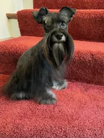 toy Daisy, a female Miniature Schnauzer for sale in Canton, GA – Photo 3 of 4