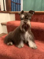 toy Daisy, a female Miniature Schnauzer for sale in Canton, GA – Photo 4 of 4