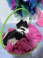 toy Daisy, a female Miniature Schnauzer for sale in Canton, GA – Photo 2 of 4