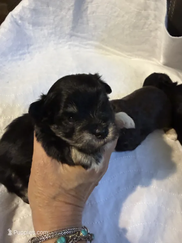 smalltoyBanjo – Miniature Schnauzer puppy for sale in Canton, GA
