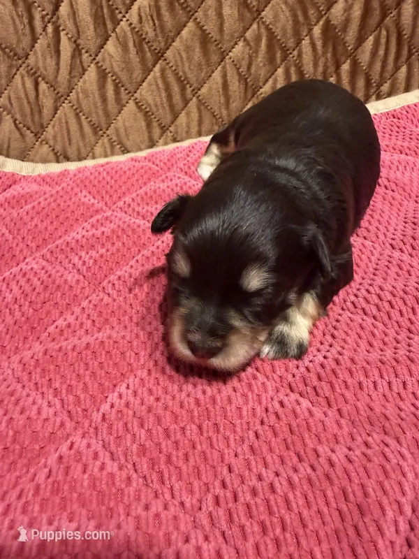 toy Jazzy Girl – Miniature Schnauzer puppy for sale in Canton, GA