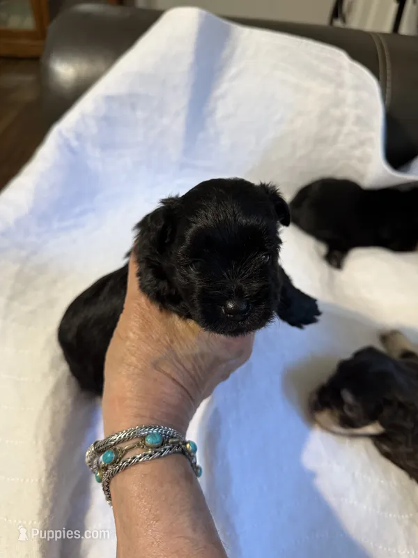 smalltoyCoal – Miniature Schnauzer puppy for sale in Canton, GA