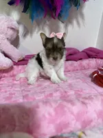 tiny tiny Jasmin, a female Biewer for sale in Canton, GA – 4 of 5