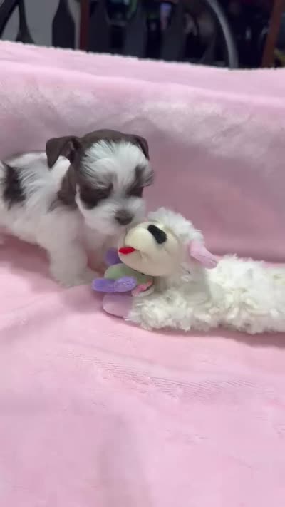 teacup/toy Penny, a female Miniature Schnauzer for sale in Canton, GA – 3 of 3