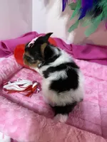 Tiny Daisy, a female Biewer for sale in Canton, GA – 4 of 5
