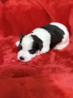 toy Barkley, a male Miniature Schnauzer for sale in Canton, GA – Photo 1 of 3