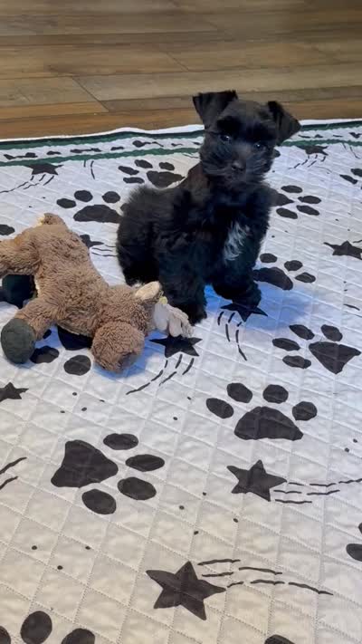 AKCsmalltoyCoal, a male Miniature Schnauzer for sale in Canton, GA – 9 of 10