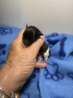 tiny toy jasper, a male Miniature Schnauzer for sale in Canton, GA – 3 of 6