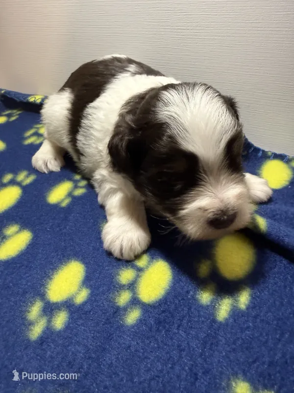 Toy Joseph – Miniature Schnauzer puppy for sale in Canton, GA