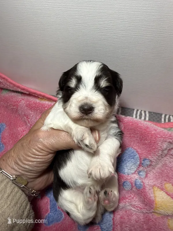 toy Bella – Miniature Schnauzer puppy for sale in Canton, GA