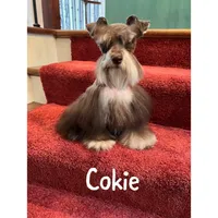 toy wheaten, a female Miniature Schnauzer for sale in Canton, GA – Photo 3 of 3