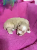 toy wheaten, a female Miniature Schnauzer for sale in Canton, GA – Photo 1 of 3