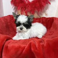 Davie, a male Biewer for sale in Canton, GA – Photo 2 of 5