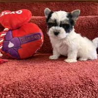 Davie, a male Biewer for sale in Canton, GA – Photo 4 of 5