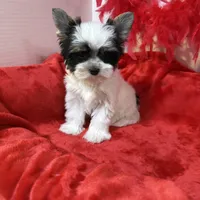 Davie, a male Biewer for sale in Canton, GA – Photo 1 of 5