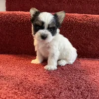 Davie, a male Biewer for sale in Canton, GA – Photo 5 of 5