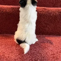 Davie, a male Biewer for sale in Canton, GA – Photo 3 of 5