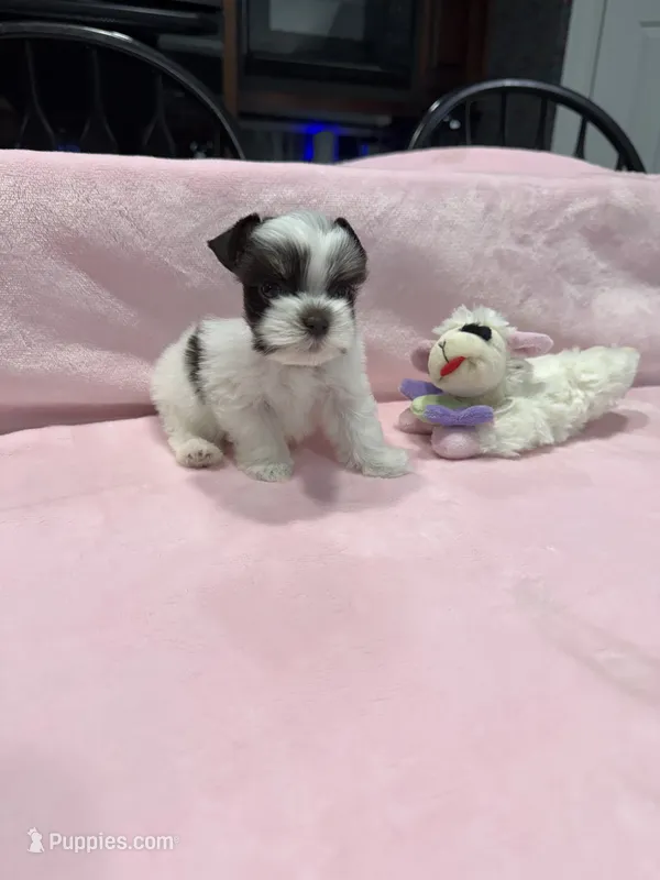 toy Agnus – Miniature Schnauzer puppy for sale in Canton, GA