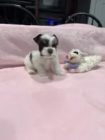 toy Agnus, a female Miniature Schnauzer for sale in Canton, GA – 1 of 5