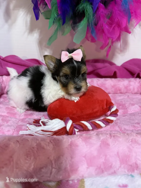 Tiny Daisy – Biewer puppy for sale in Canton, GA
