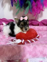 Tiny Daisy, a female Biewer for sale in Canton, GA – 1 of 5