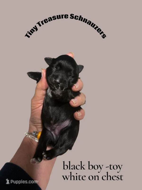 smalltoyCoal – Miniature Schnauzer puppy for sale in Canton, GA