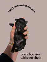 smalltoyCoal, a male Miniature Schnauzer for sale in Canton, GA – 1 of 4