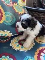 toy teacup Zack, a male Miniature Schnauzer for sale in Canton, GA – Photo 5 of 8