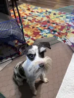 toy teacup Zack, a male Miniature Schnauzer for sale in Canton, GA – Photo 4 of 8