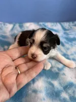 toy teacup Zack, a male Miniature Schnauzer for sale in Canton, GA – Photo 6 of 8