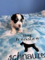 toy teacup Zack, a male Miniature Schnauzer for sale in Canton, GA – Photo 3 of 8