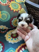 toy teacup Zack, a male Miniature Schnauzer for sale in Canton, GA – Photo 1 of 8
