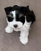 toy teacup Zack, a male Miniature Schnauzer for sale in Canton, GA – Photo 8 of 8